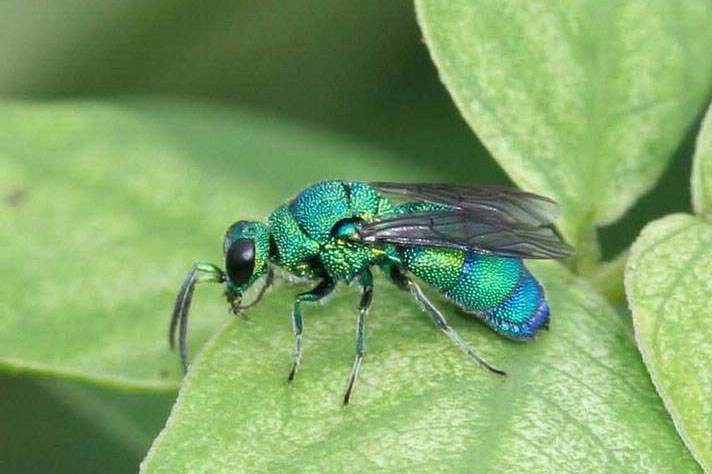 8-13 JewelWasp-photo1